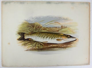 Item #29868 The British Fresh-Water Fishes. [Illustrated with a coloured figure of each species,...