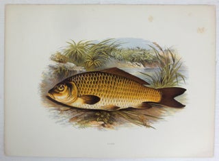 The British Fresh-Water Fishes. [Illustrated with a coloured figure of each species, drawn from nature by A.F. Lyon] Plates only.