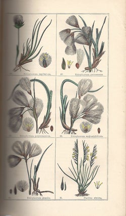 Item #32942 Florigraphia Britannica; or, Engravings and Descriptions of the Flowering Plants &...