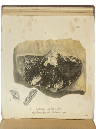 Dura Den: A Monograph of the Yellow Sandstone and its Remarkable Fossil Remains.