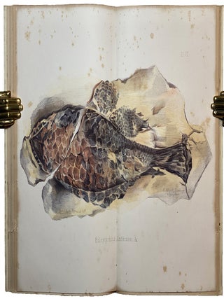Dura Den: A Monograph of the Yellow Sandstone and its Remarkable Fossil Remains.